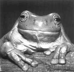 nuevo 15.jpg (8129 bytes)